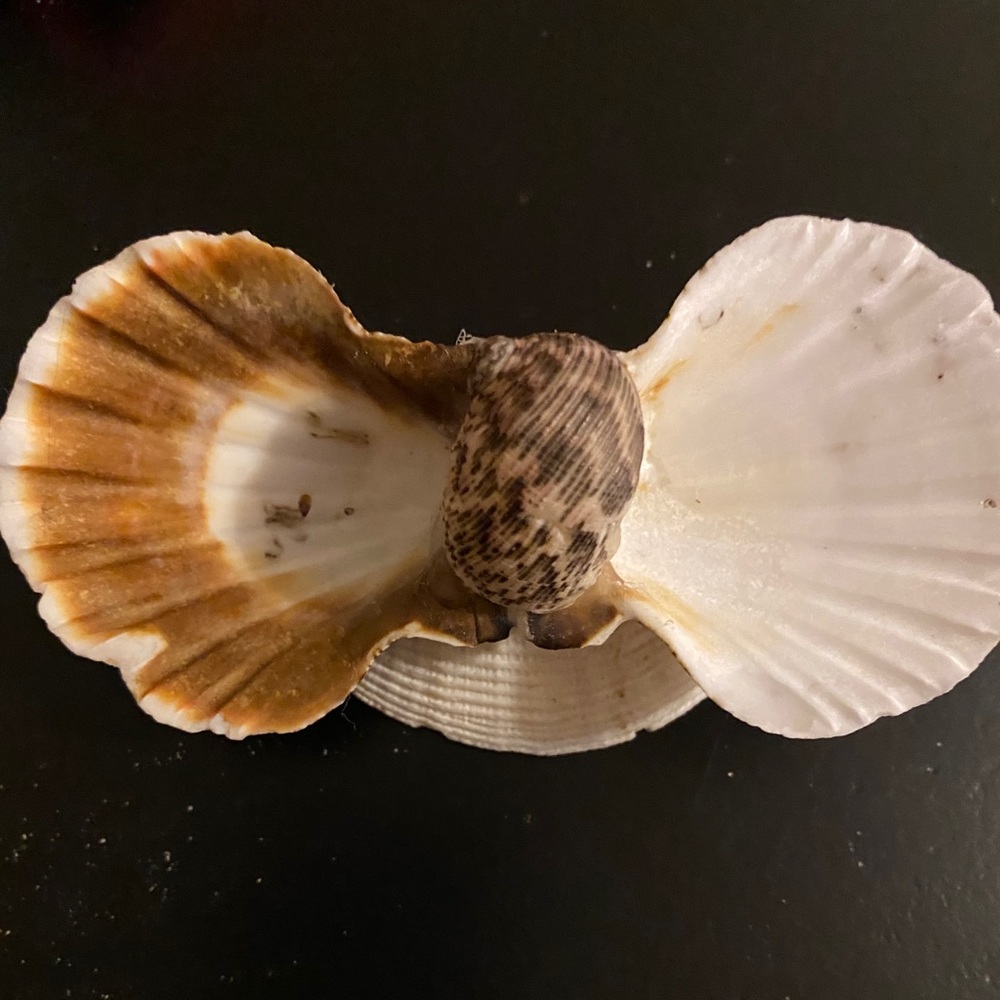 Sea shell Salt & Pepper dispenser